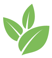 Bamboo Removal