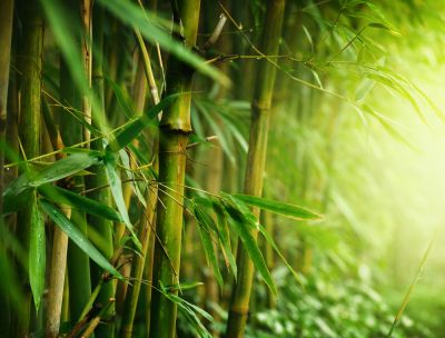 Protects nearby plants.