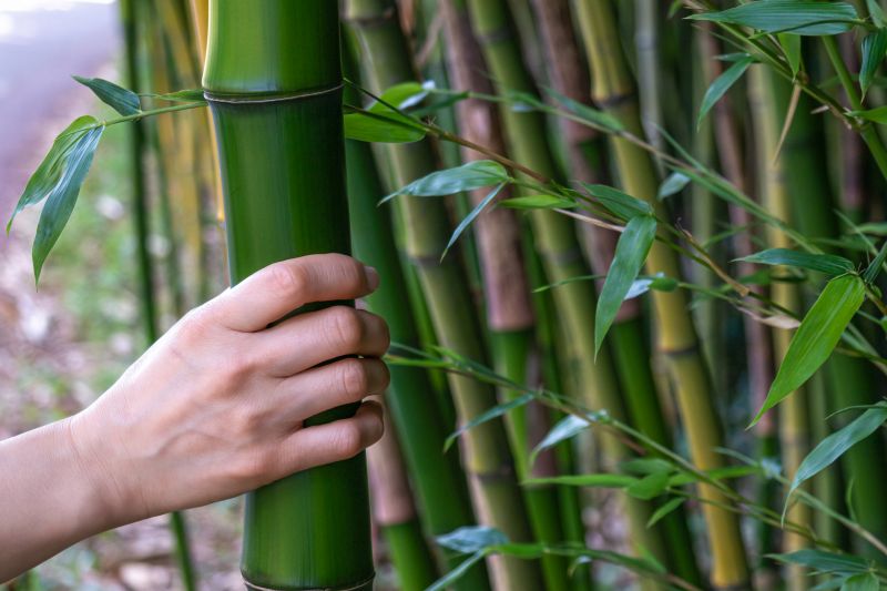Bamboo Removal