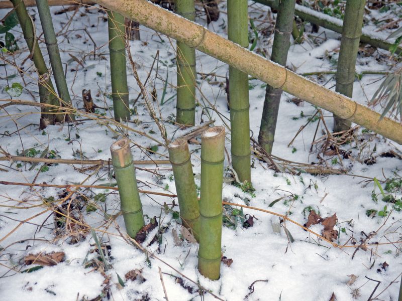 Bamboo Removal Cost Guide — Cost of Bamboo Removal