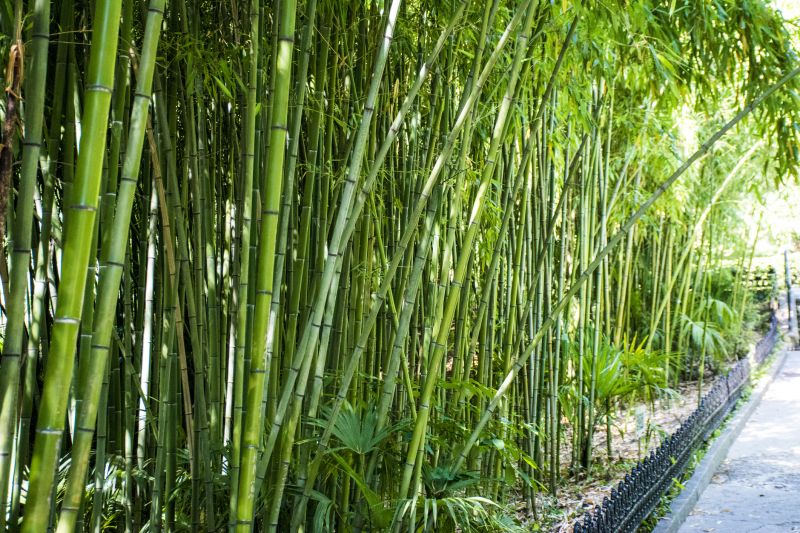 Bamboo Removal Cost Guide — Cost of Bamboo Removal