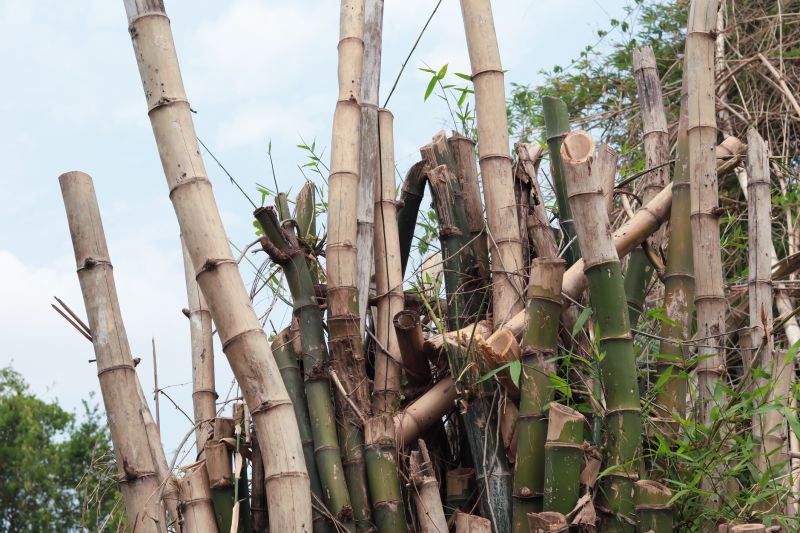 Bamboo Removal Cost Guide — Cost of Bamboo Removal