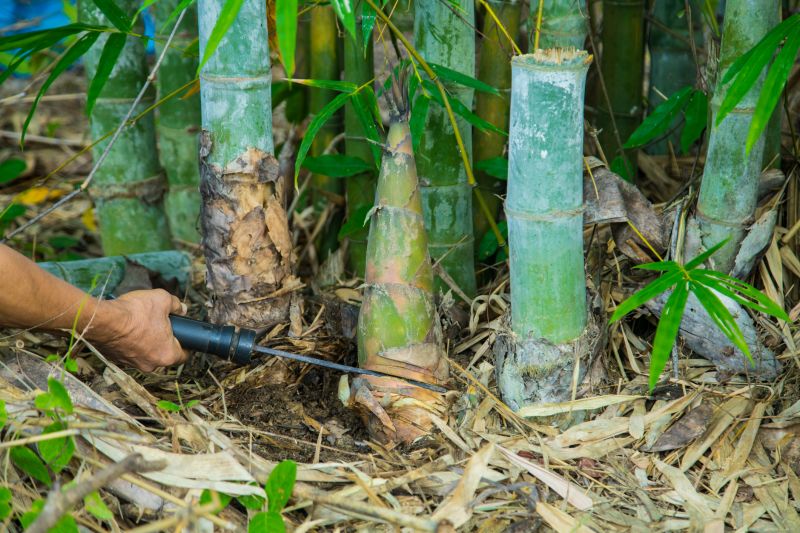 Bamboo Removal Cost Guide — Cost of Bamboo Removal