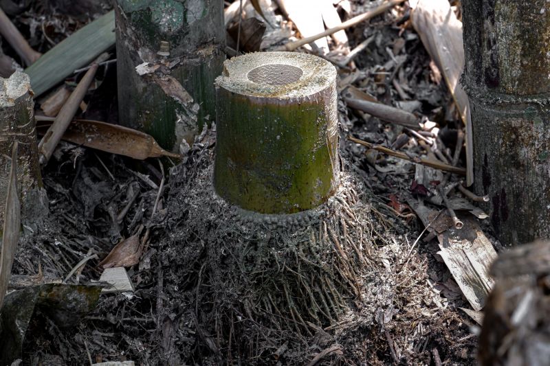 Bamboo Removal Cost Guide — Cost of Bamboo Removal