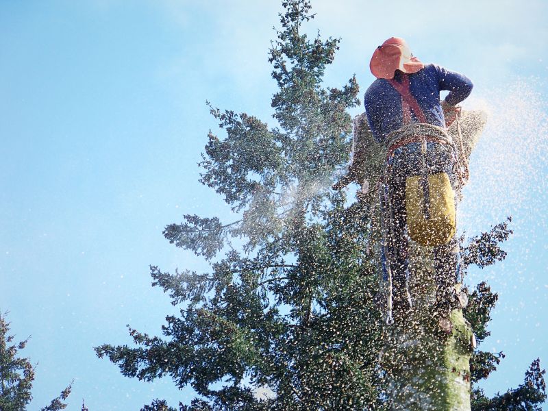 Emergency Tree Removal in Allentown, PA