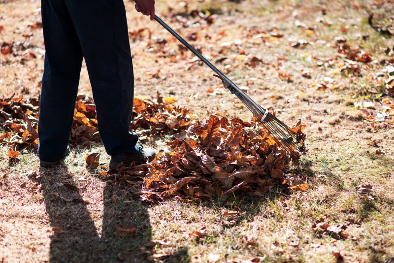 Leaves Being Raked and Gathered