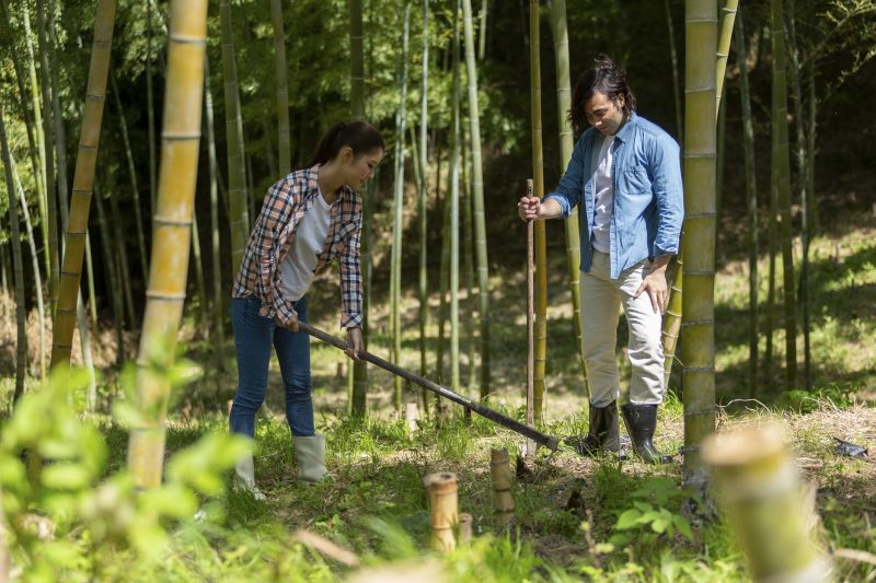 Top Rated Bamboo Removal Products