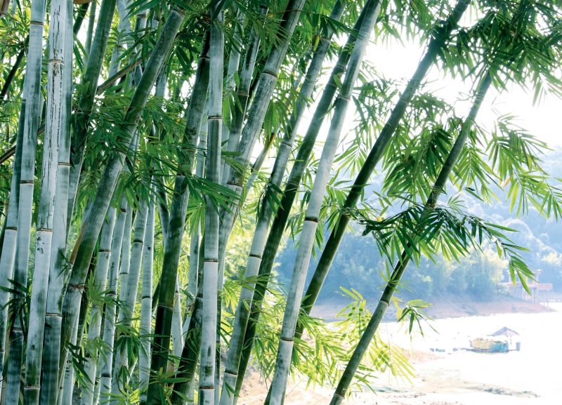 Prevents invasive growth.